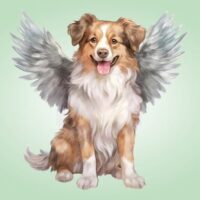 Aussie angel dog